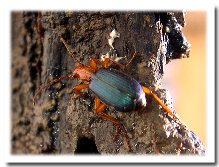 I Brachinus: coleotteri irriverenti